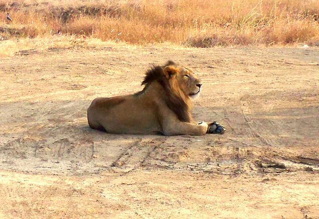 WEDDING IN GIR NATIONAL PARK